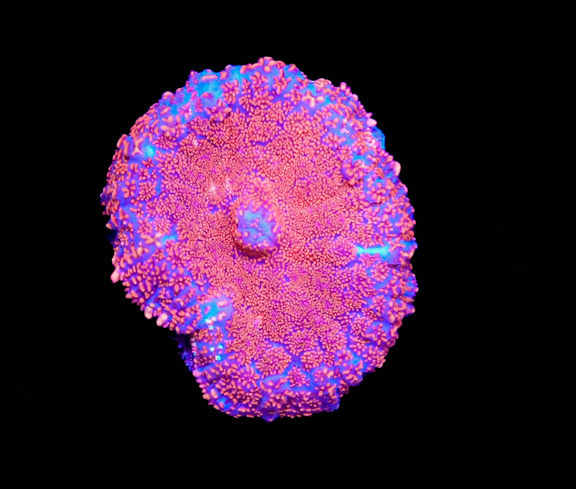 WYSIWYG Rhodactis Mushroom