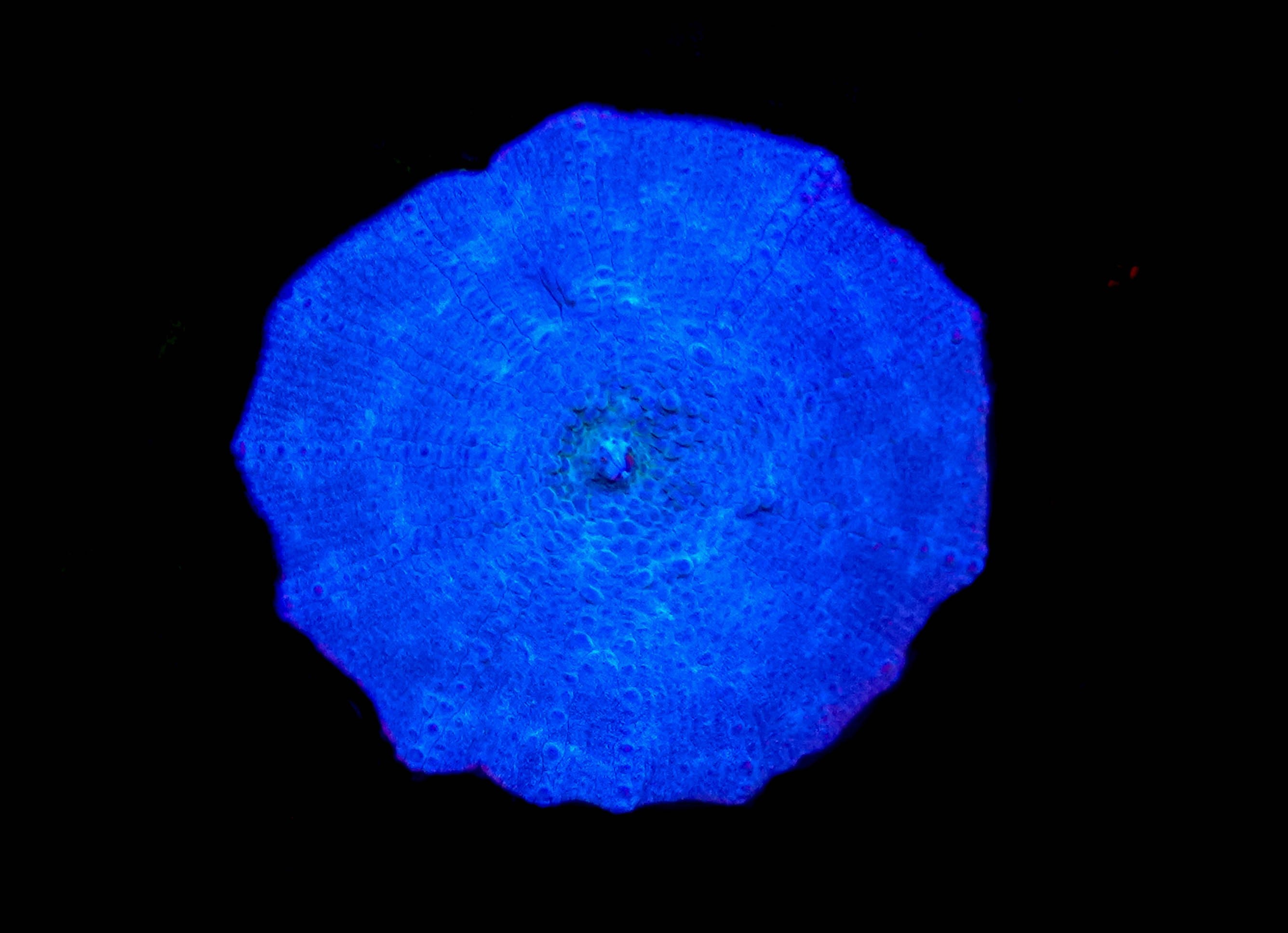 WYSIWYG Blue Discosoma Mushroom