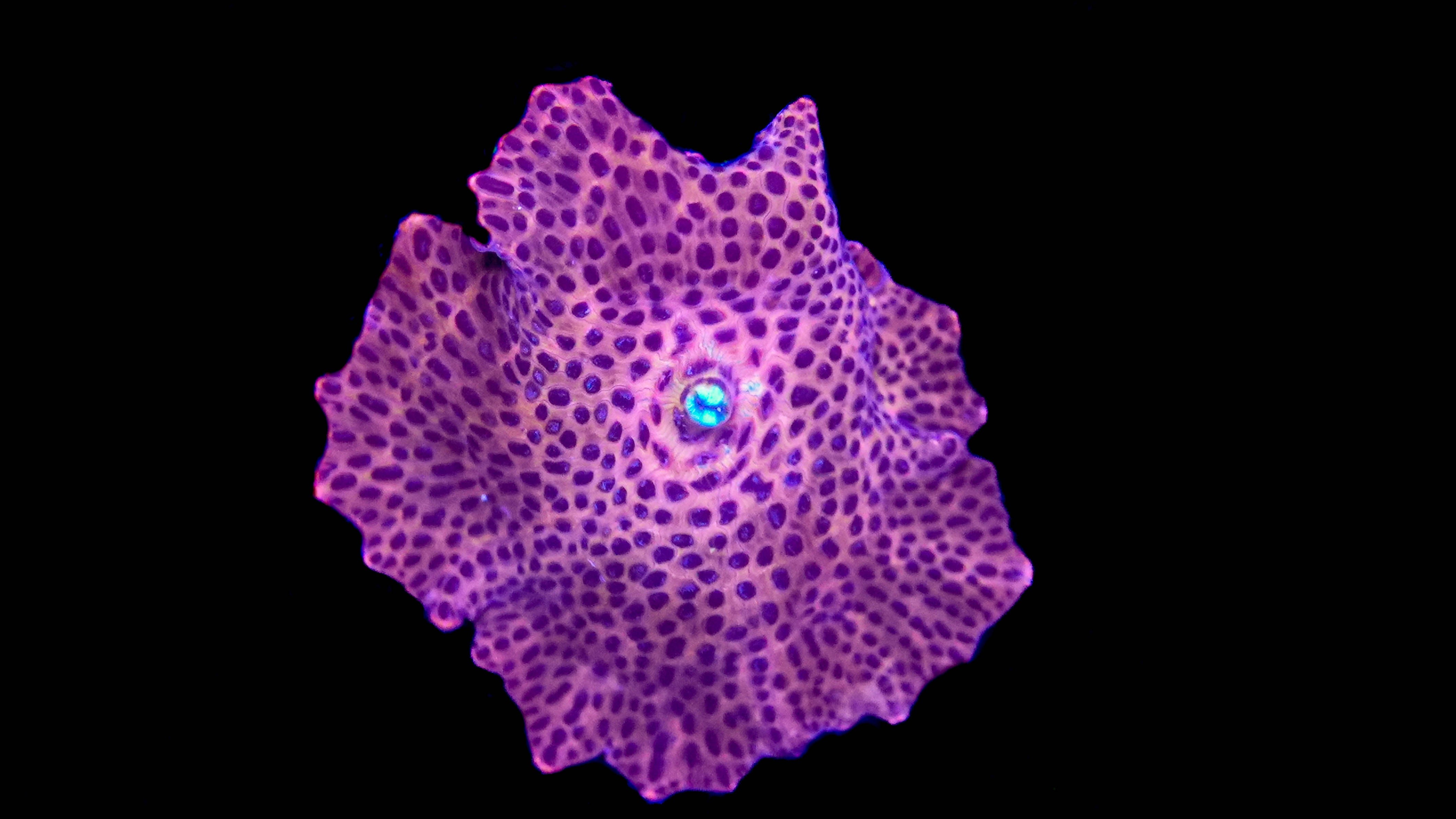 WYSIWYG Red Leopard Discosoma