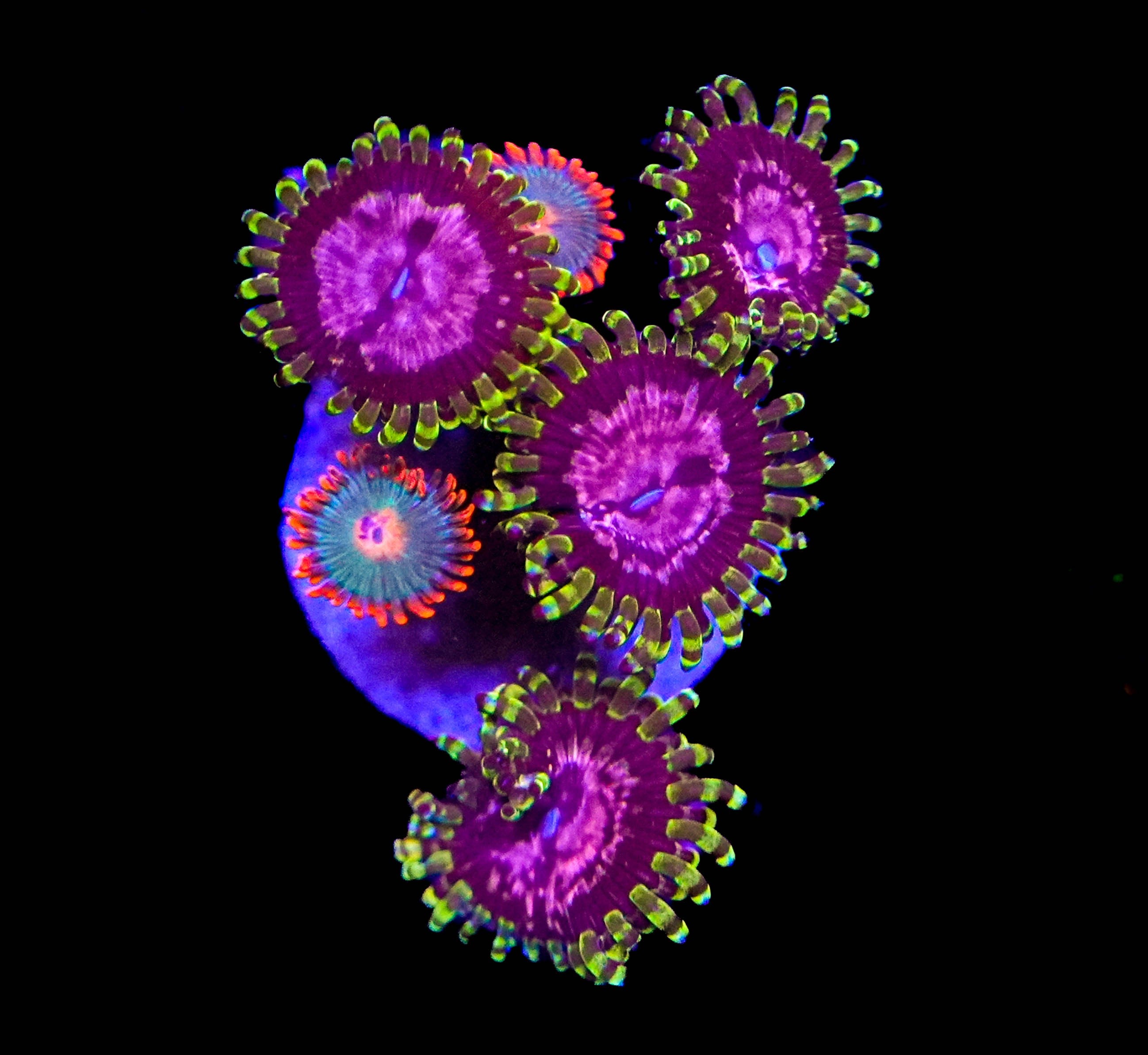 WYSIWYG Purple Monster Zoa