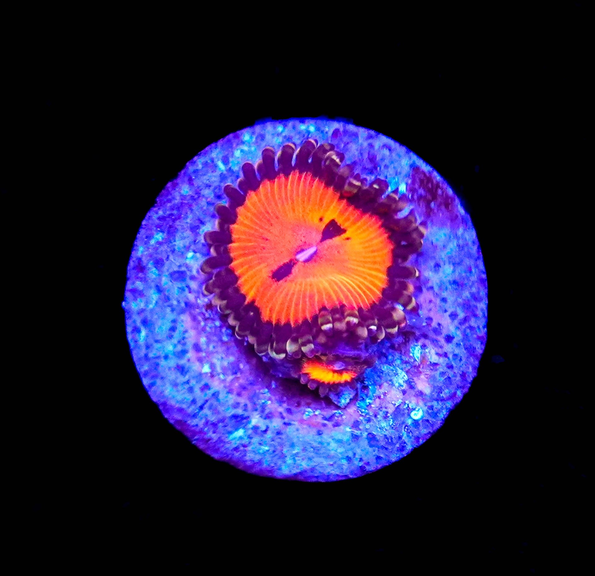 WYSIWYG Bloodsucker Zoa Frag