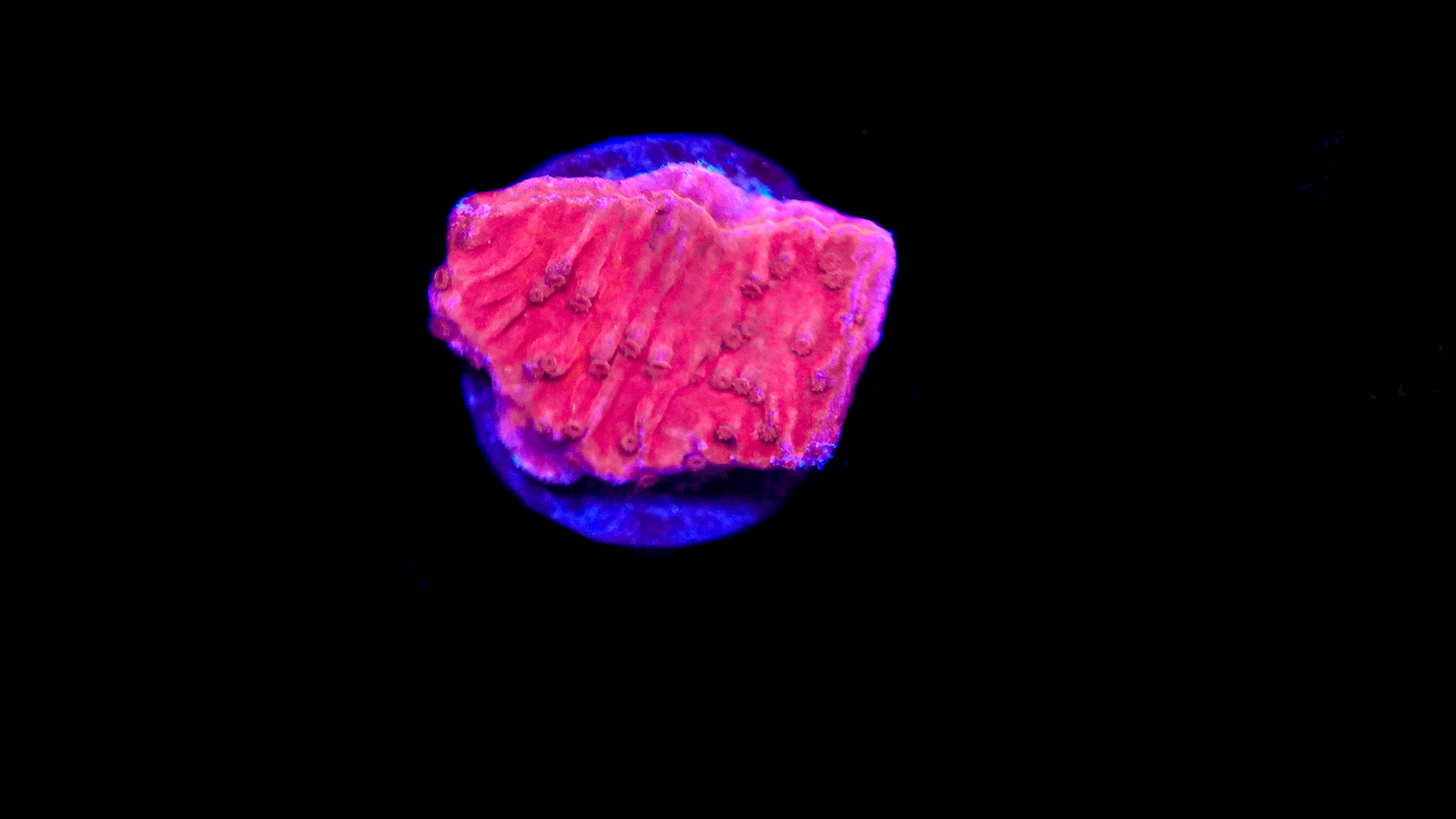 WYSIWYG Red Montipora Frag