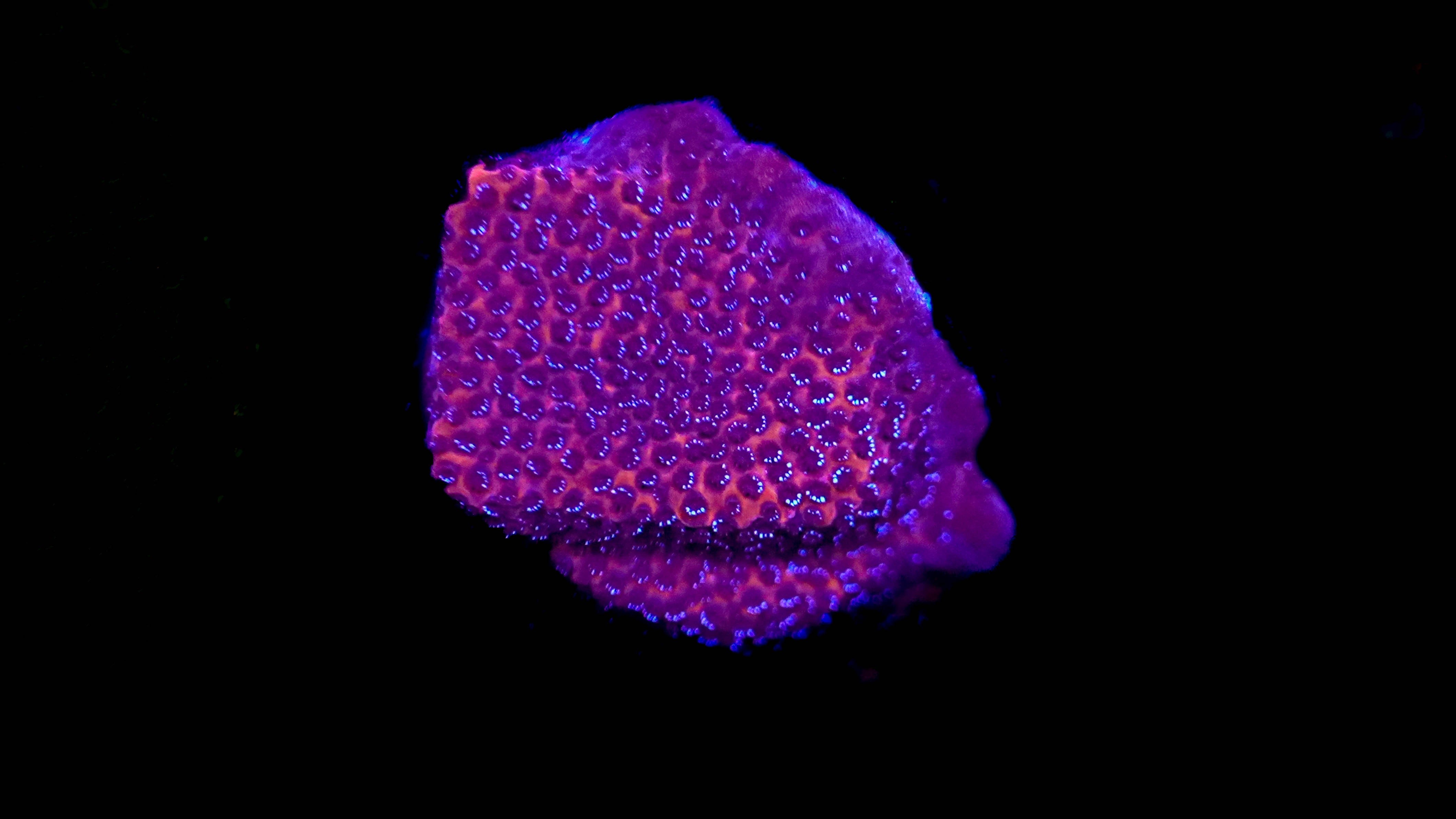 WYSIWYG Mystique Sunset Monti Frag