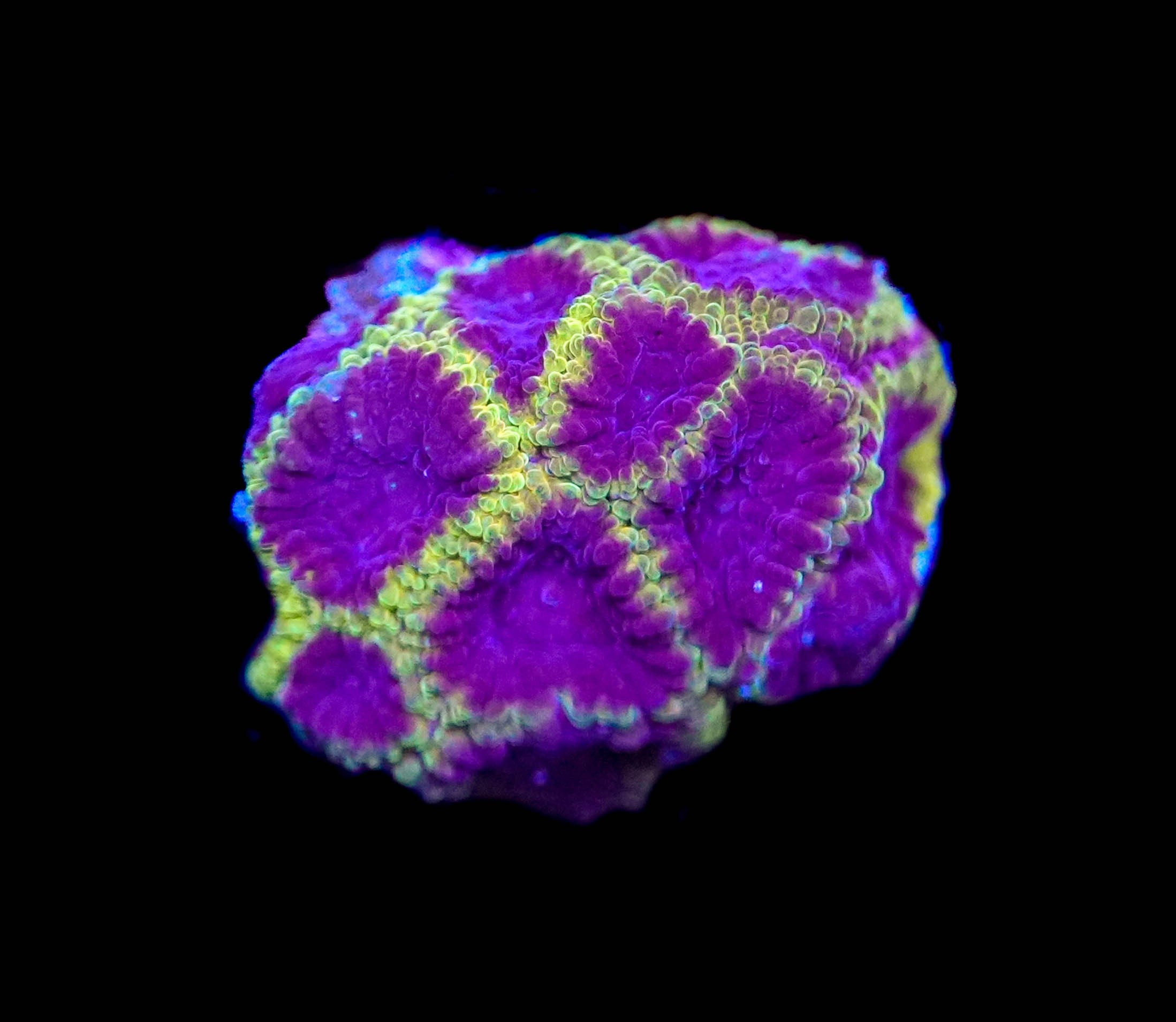 WYSIWYG Purple Favia