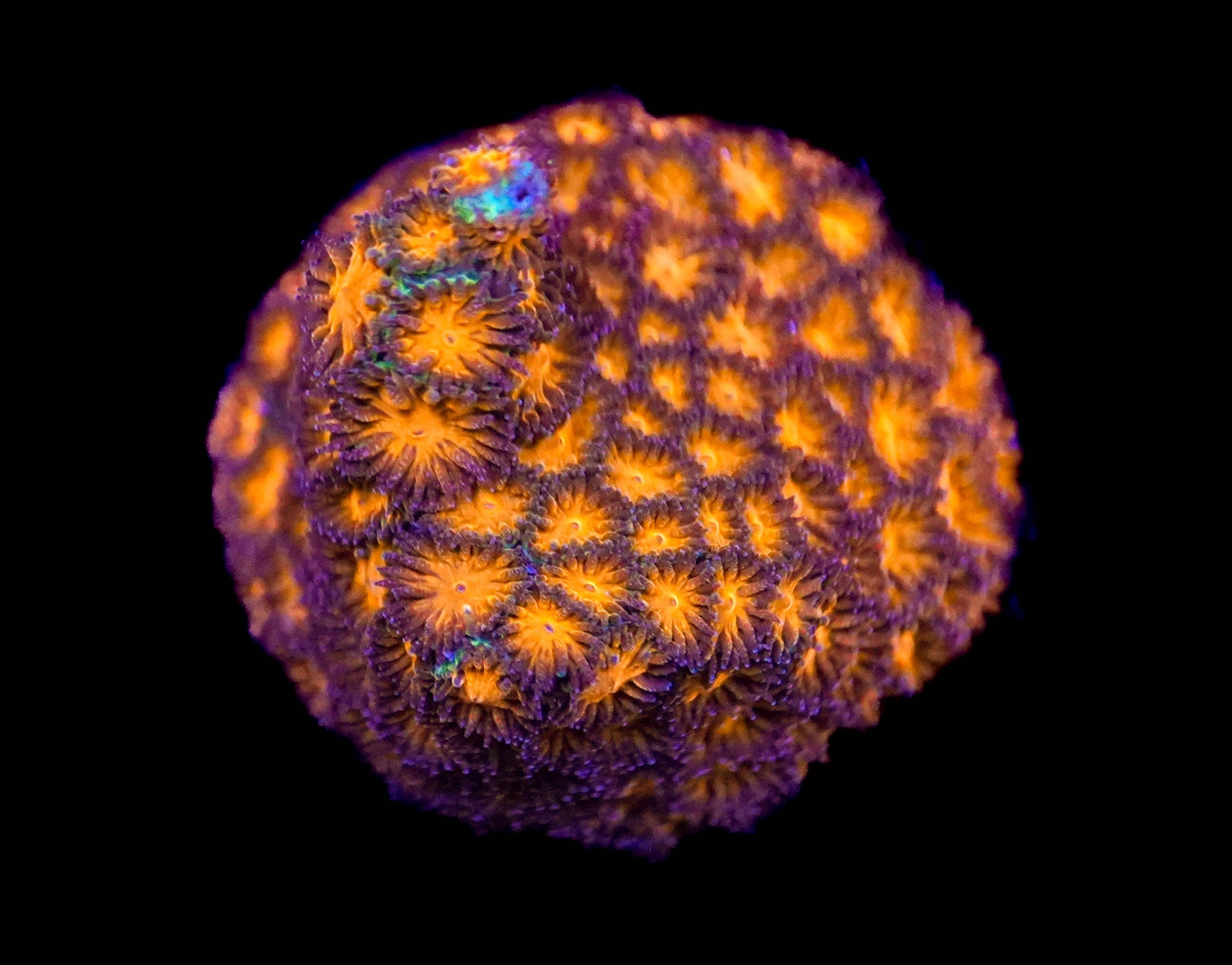 WYSIWYG Orange Honeycomb Leptastrea