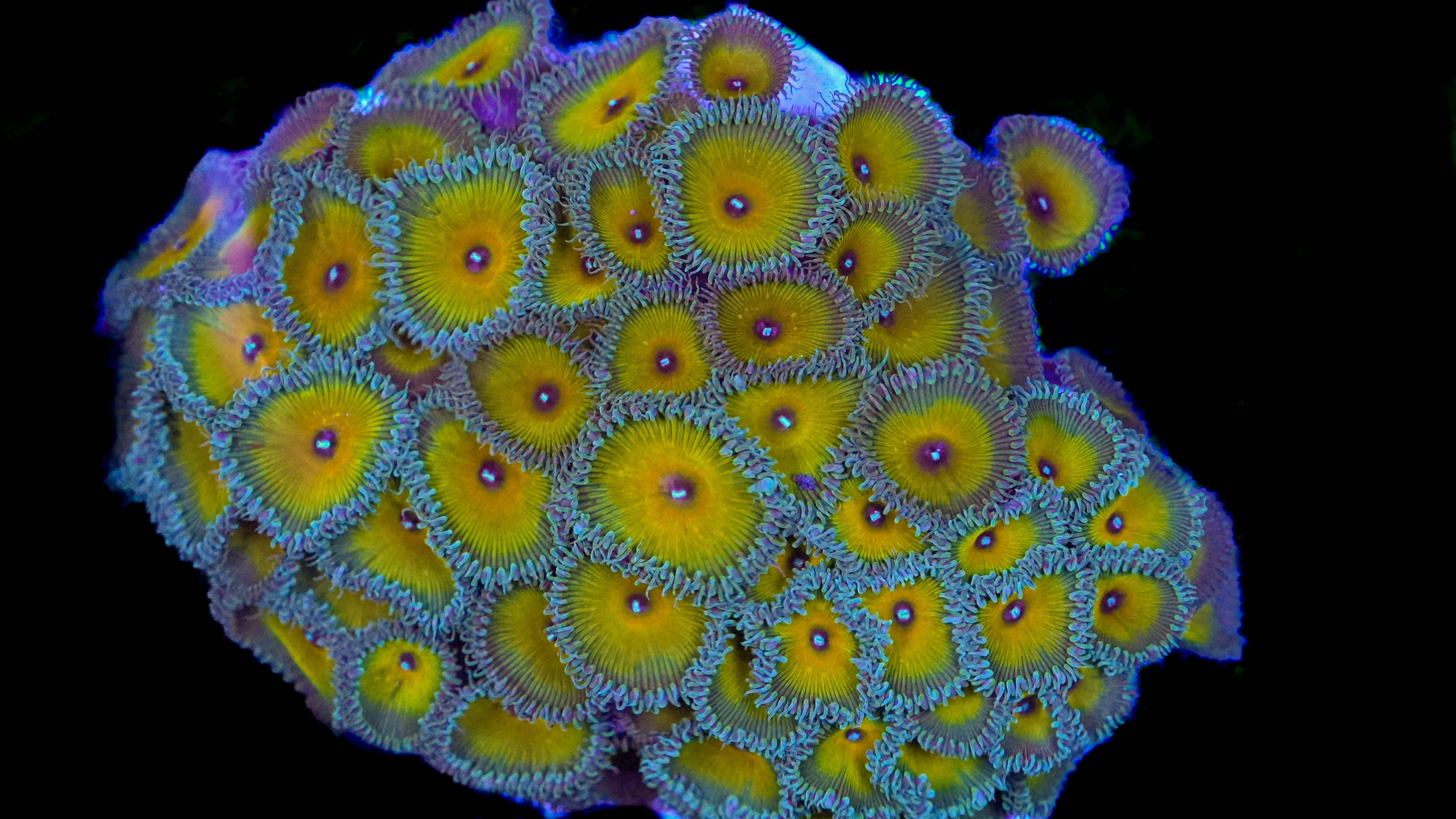 WYSIWYG Captain Jerk Palythoa Colony