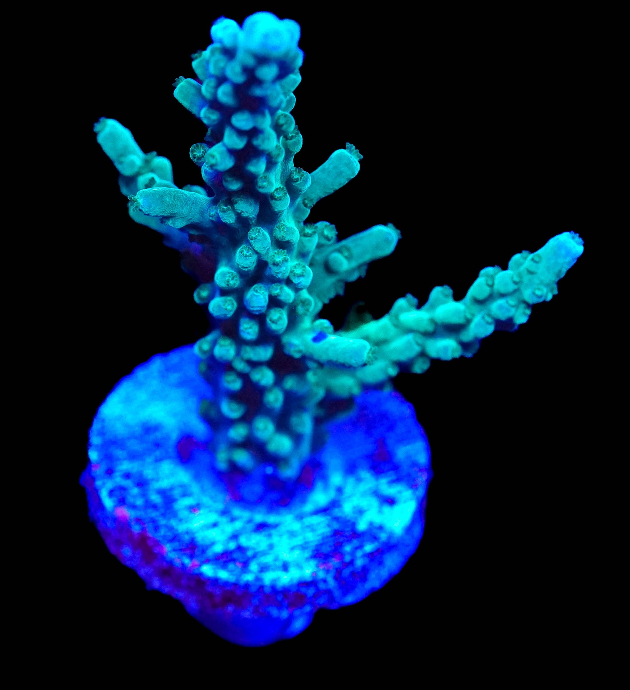 WYSIWYG Large Acroproa Tortusa Frag