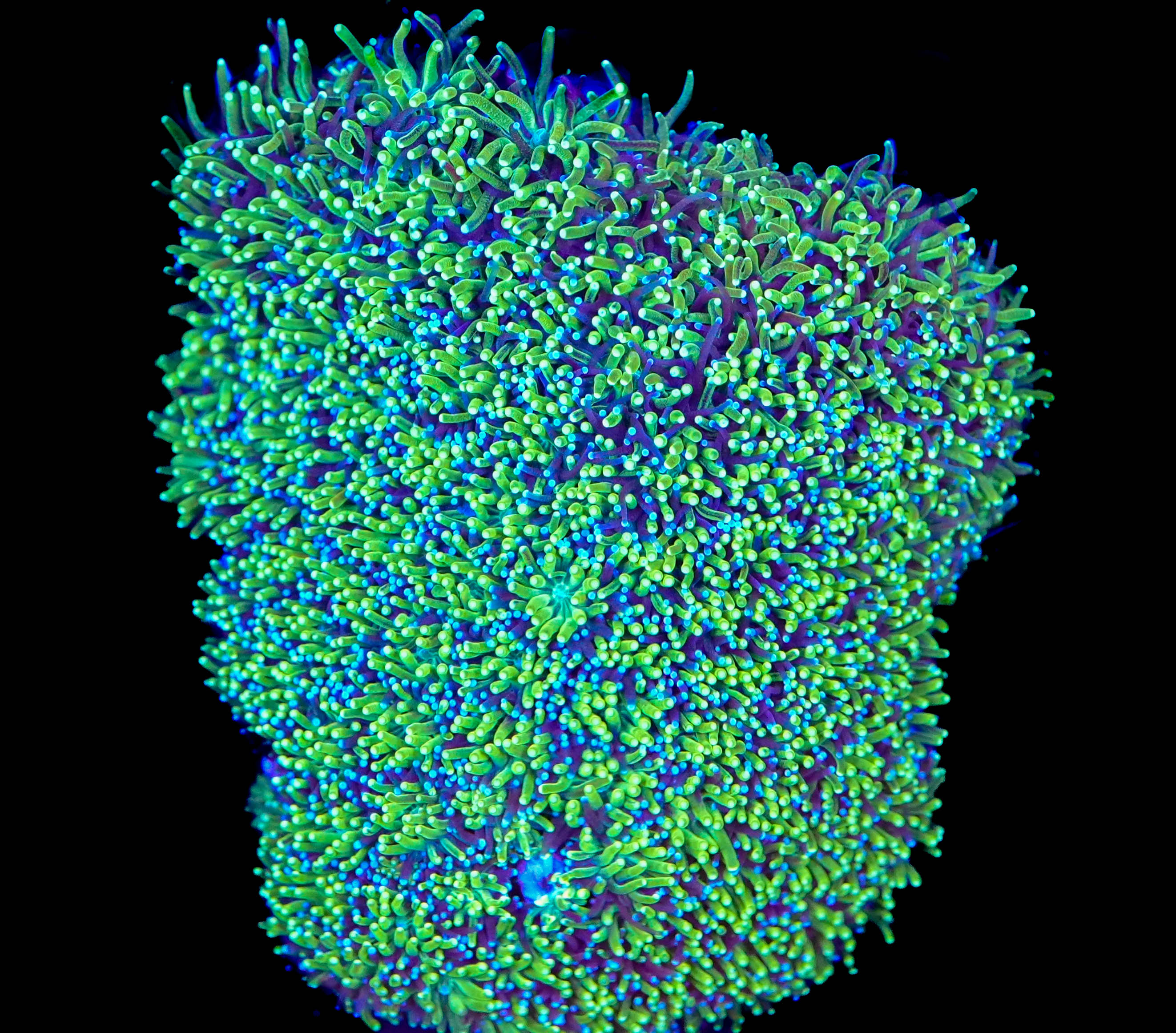 Galaxea Coral 1-inch Frag