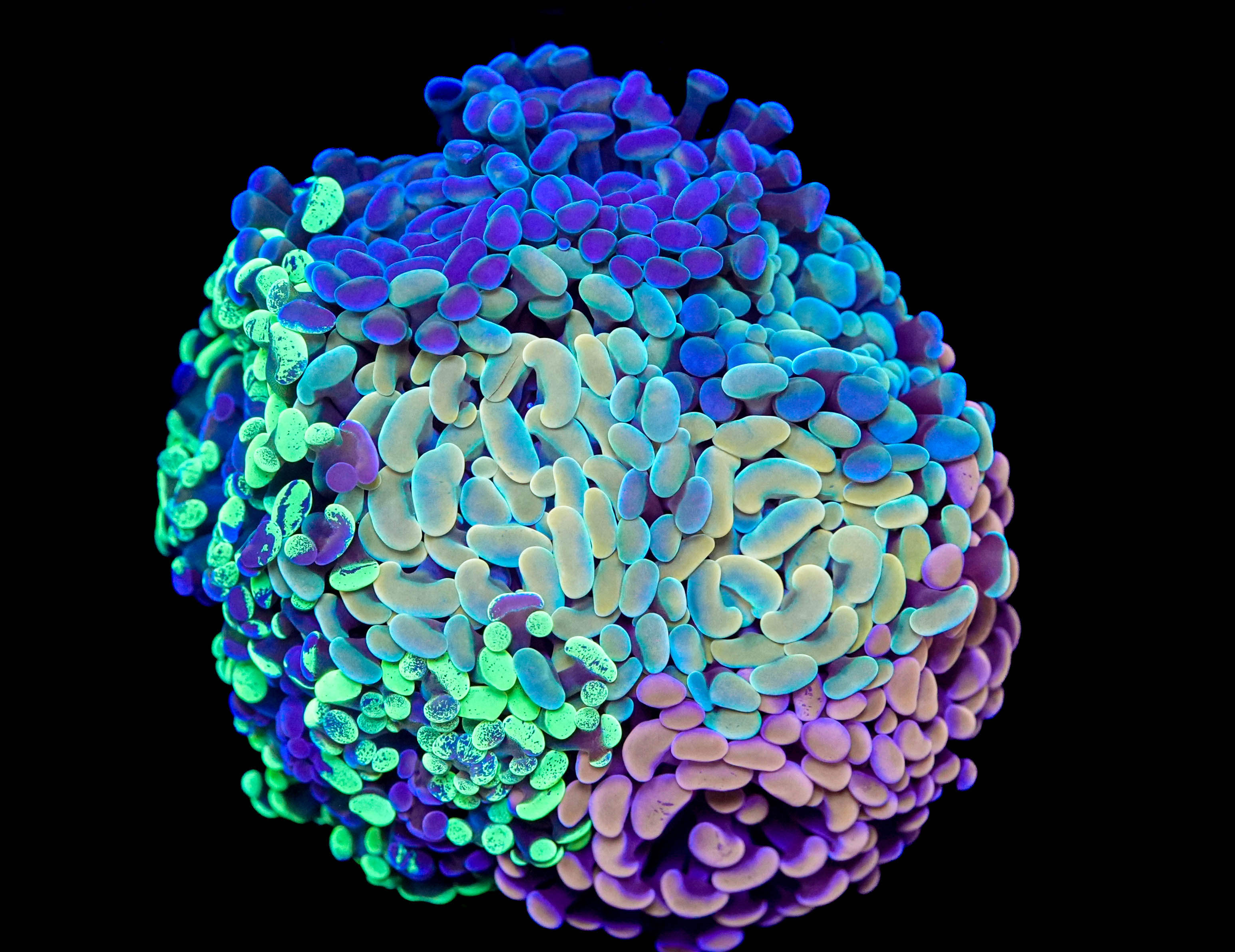 WYSIWYG Hammer Bouquet