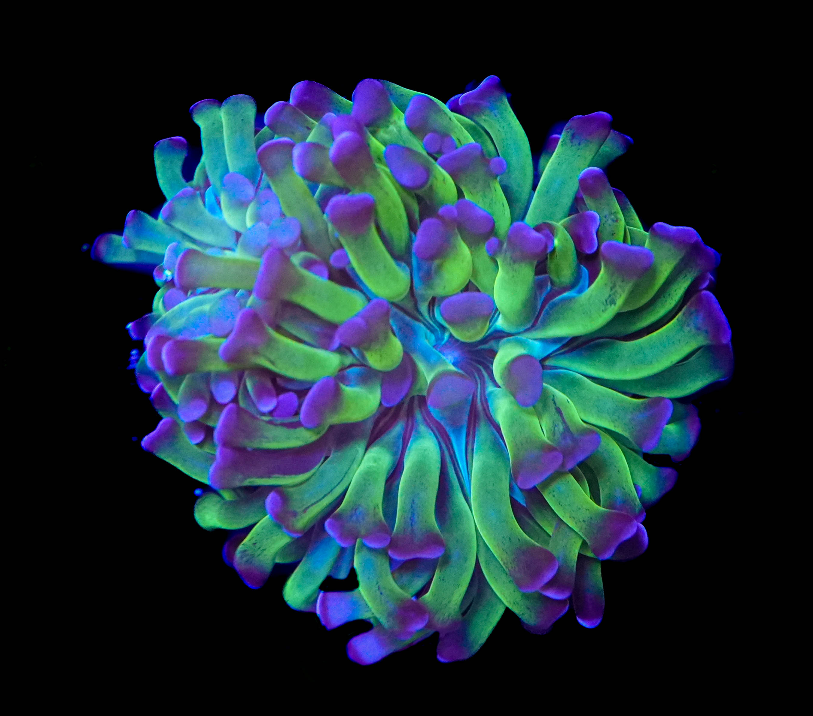 SM Classic Branching Hammer (2-heads)