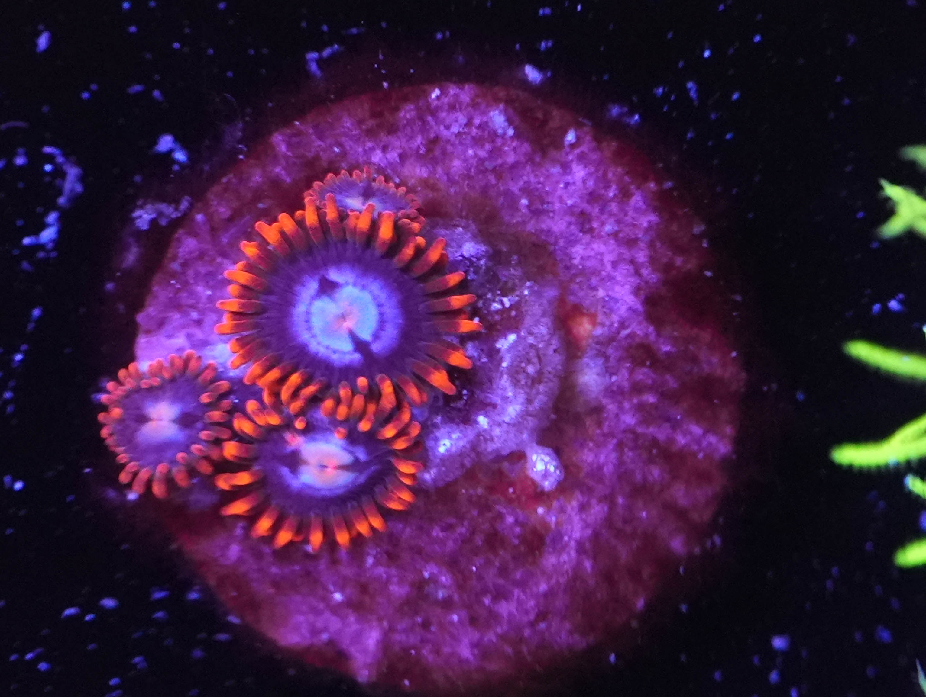 WYSIWYG Zoa Frag (C4)