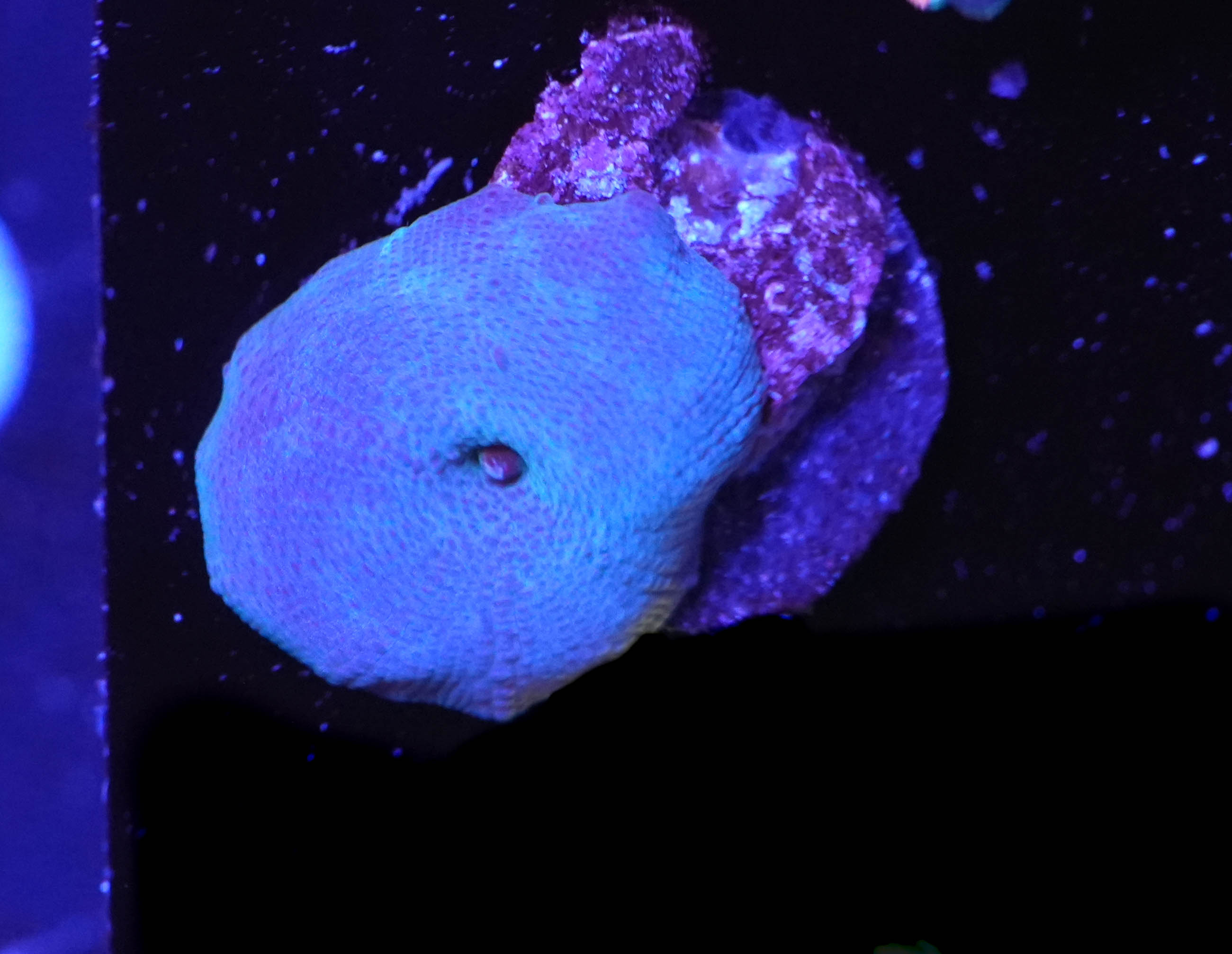 WYSIWYG Blue Discosoma Mushroom (C6)