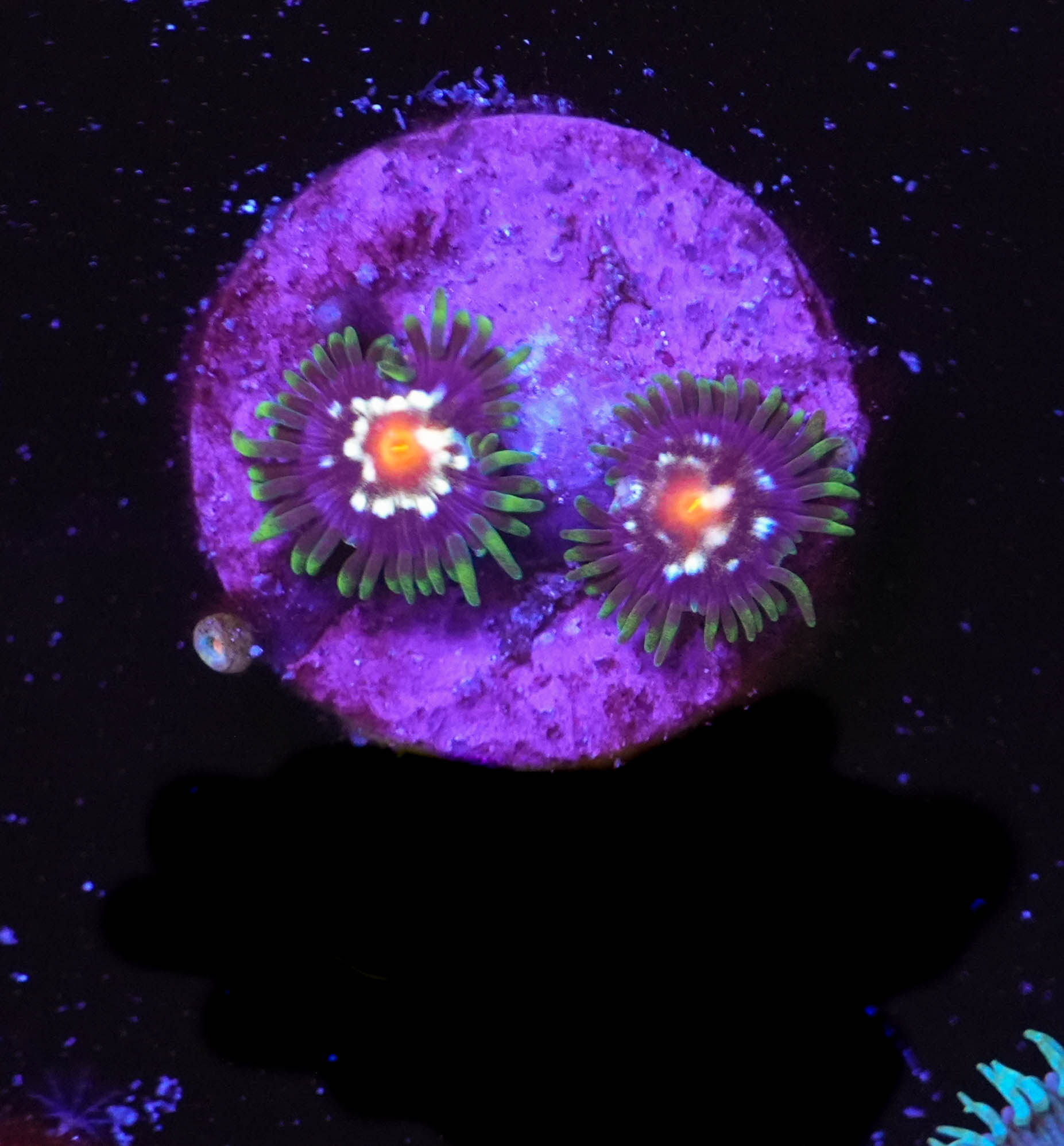 WYSIWYG Pinwheel Zoanthid (C14)