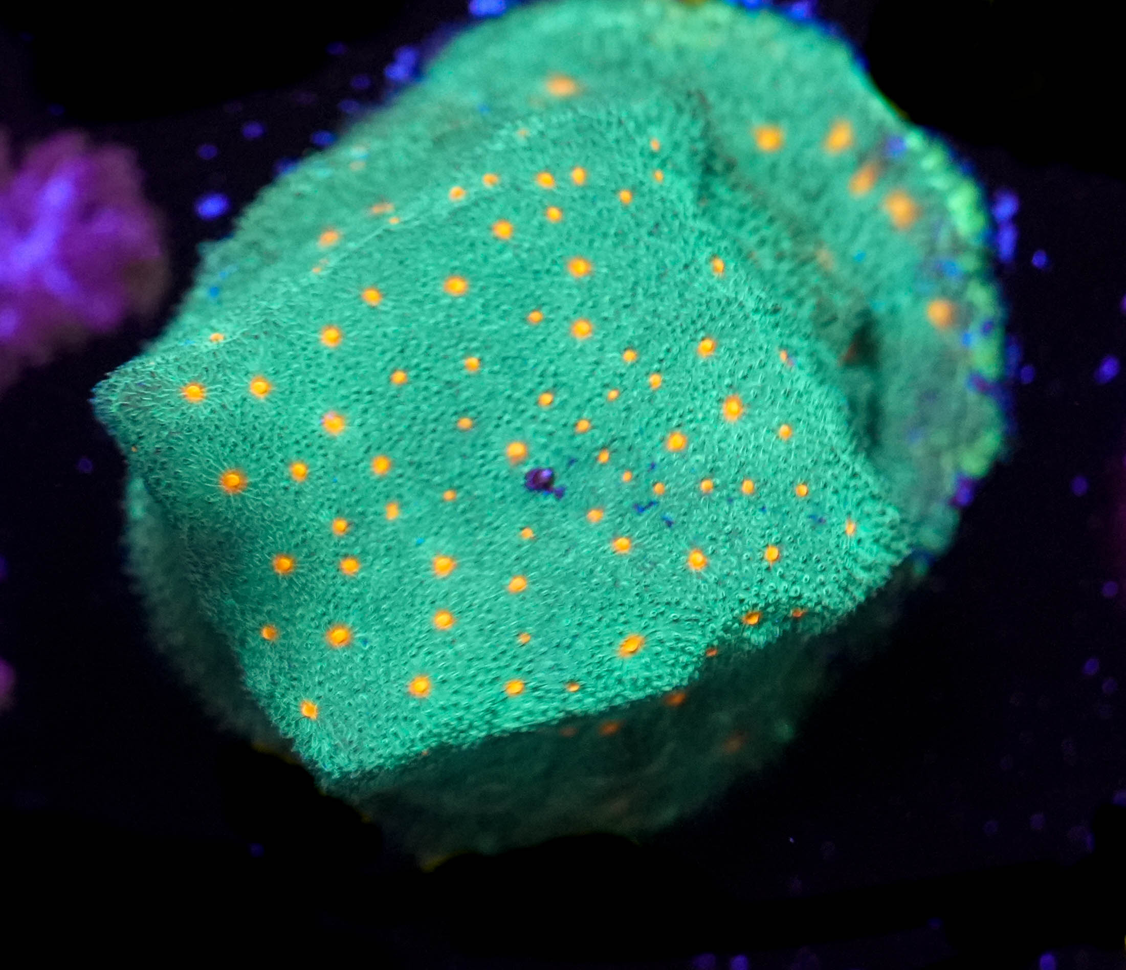 WYSIWYG Pumpkin Patch Psammocora (C18)