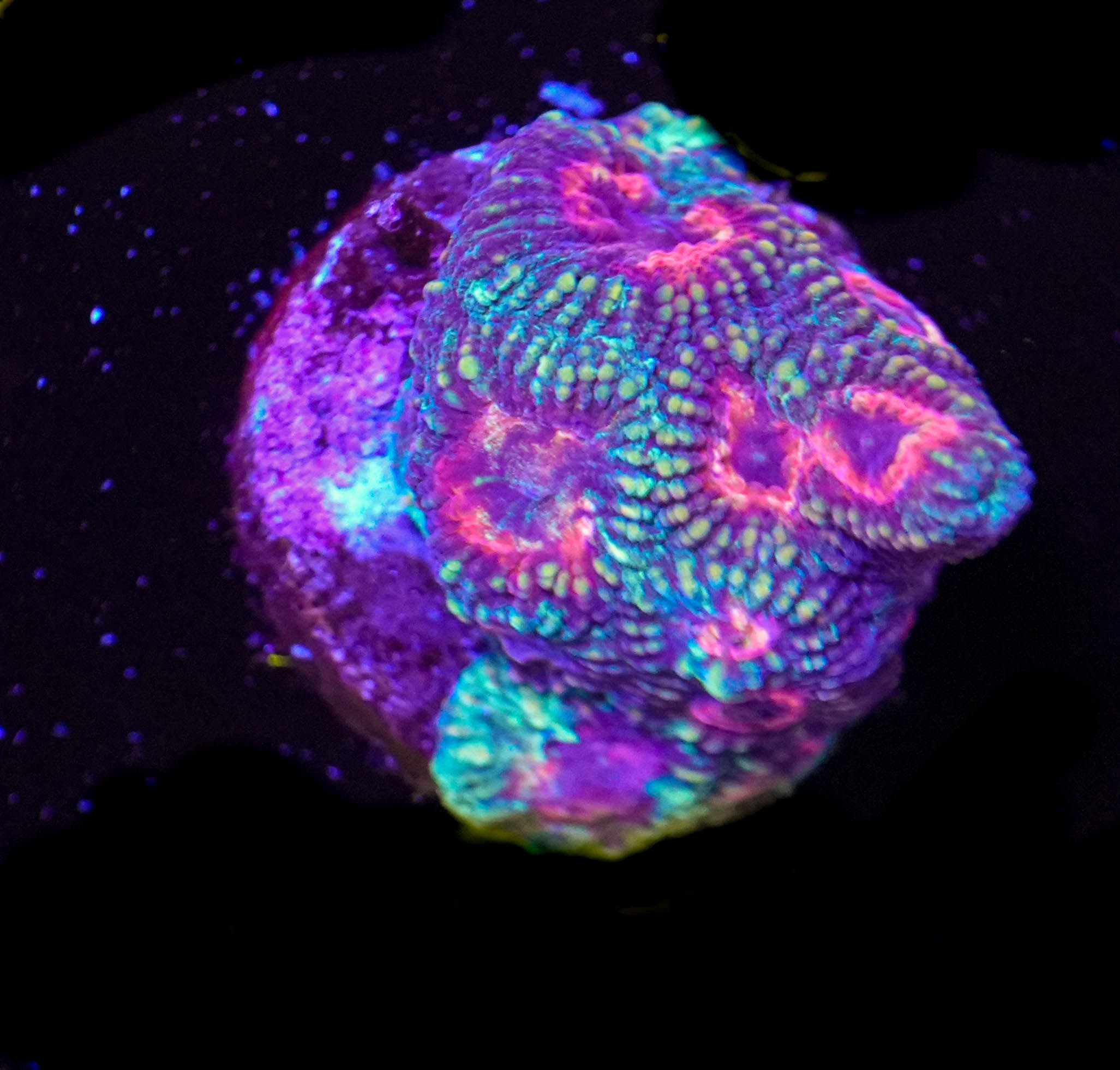 WYSIWYG Favia Frag (C25)