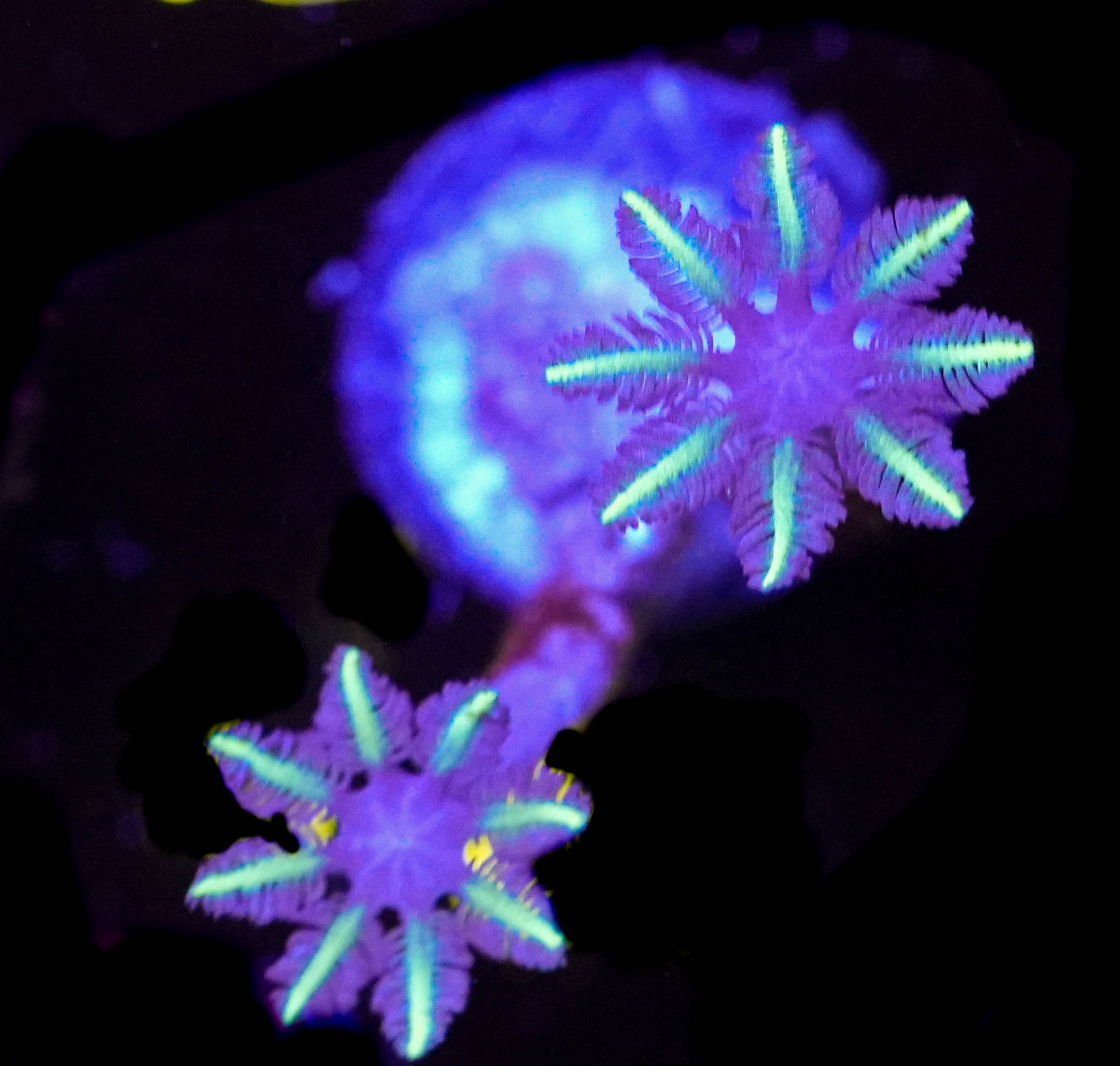 WYSIWYG Green Clove Polyp (C37)