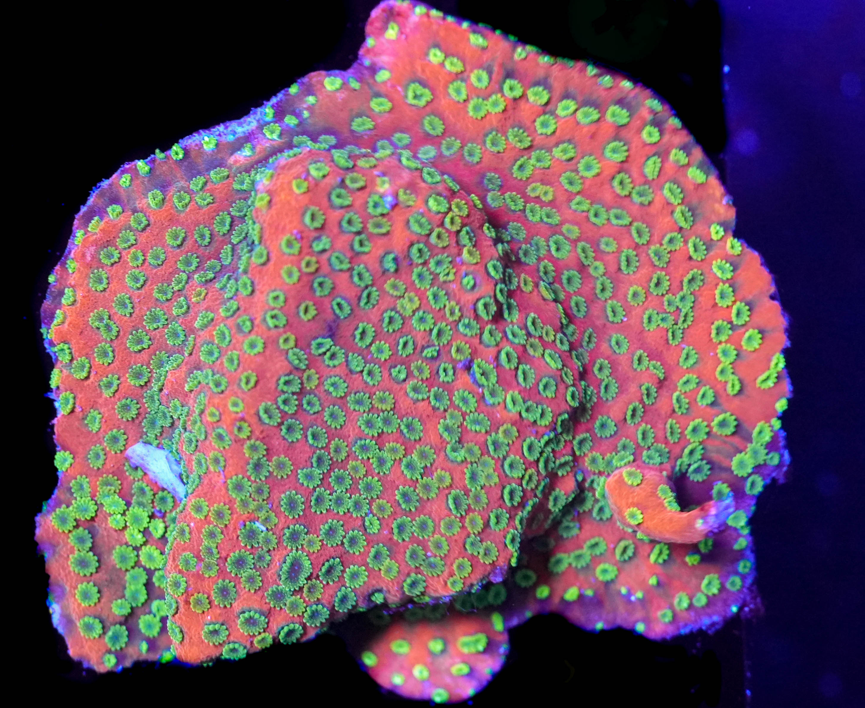 WYSIWYG Sunset Montipora (C44)