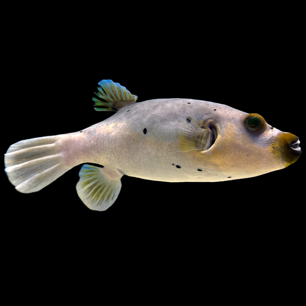 Dogface Puffer