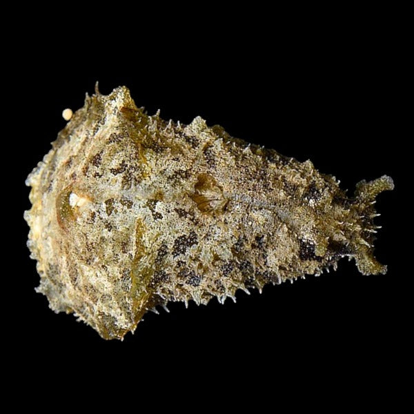 Sea Hare
