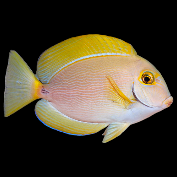 Dussumieri Tang
