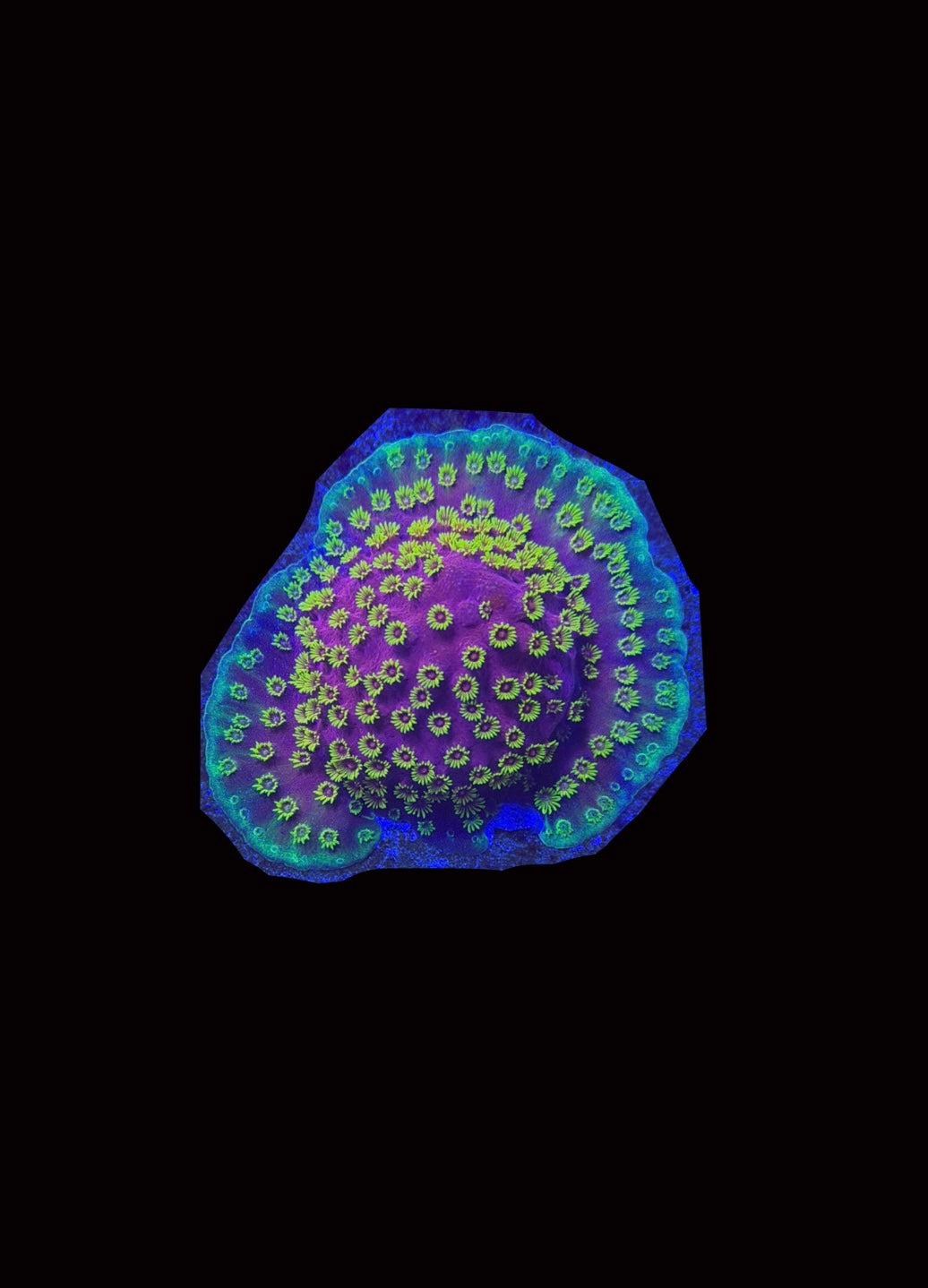 Firewalker Cyphastrea Frag