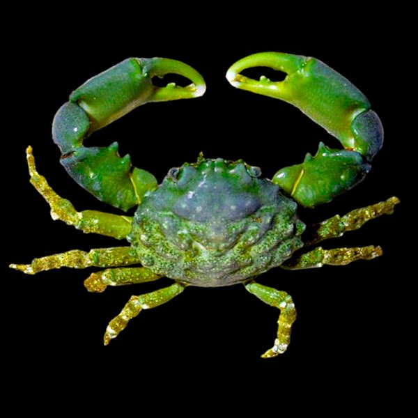 Emerald Crab