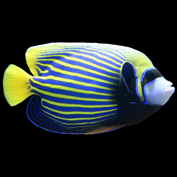 Emperor Angelfish