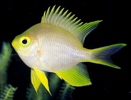 Ternate Damselfish Yellow - Peaceful Damsel