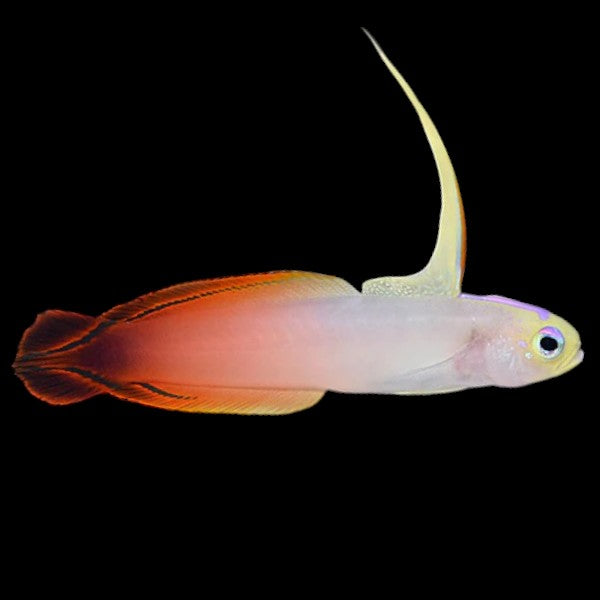Firefish Goby