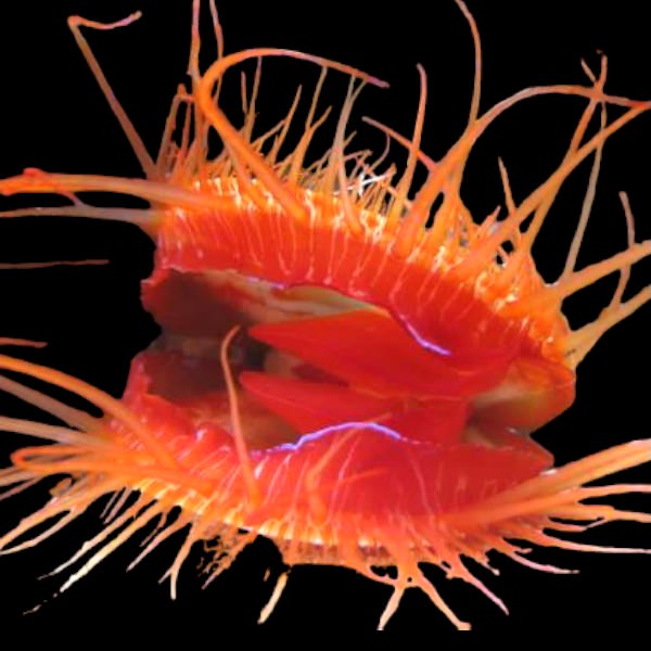 Flame Scallop