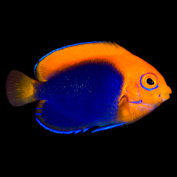 Flameback Angelfish