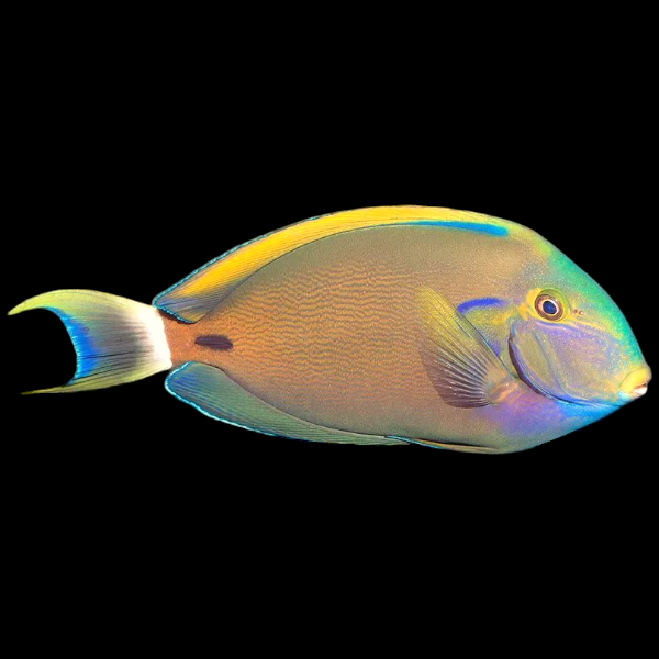 Fowler's Tang (Small)