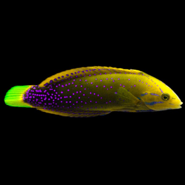 Gaimard Rainbow Wrasse (Medium)