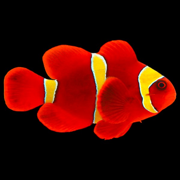 Gold Stripe Maroon Clownfish