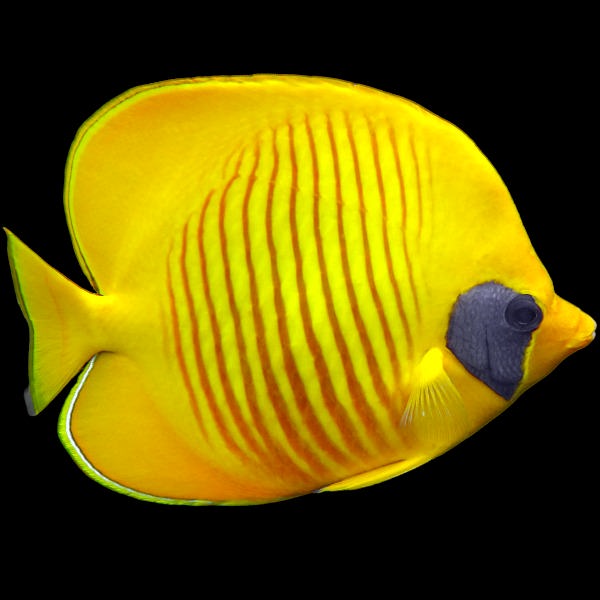 Golden Semilarvatus Butterflyfish