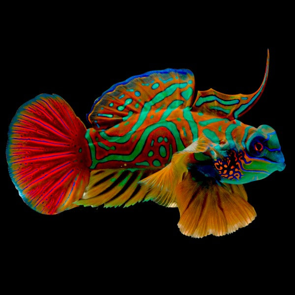 Red Green Mandarin Dragonet