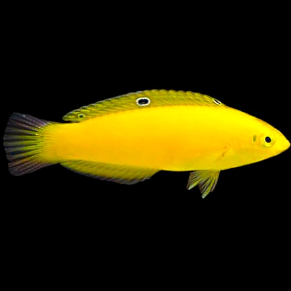 Yellow Canary Wrasse (Large)