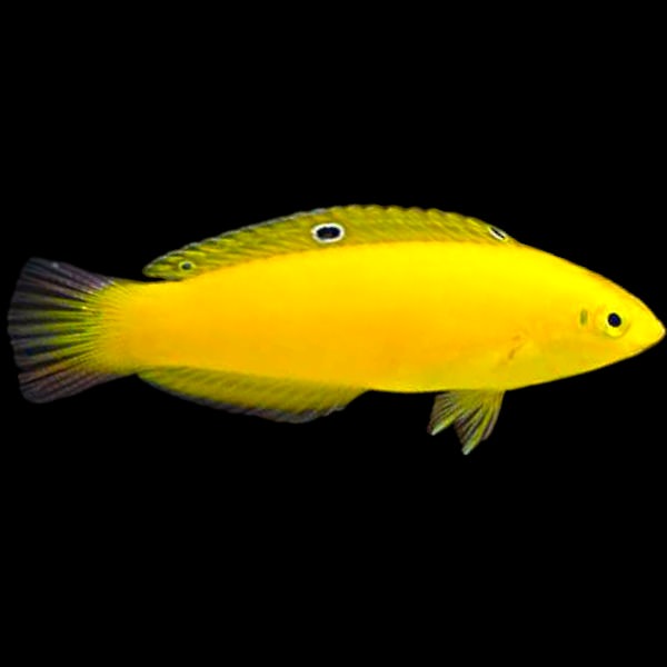 Yellow Canary Wrasse