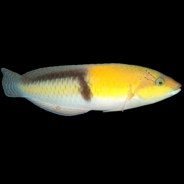 Yellowhead Wrasse