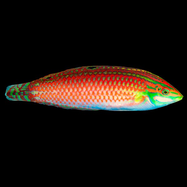 Christmas/Ornate Wrasse