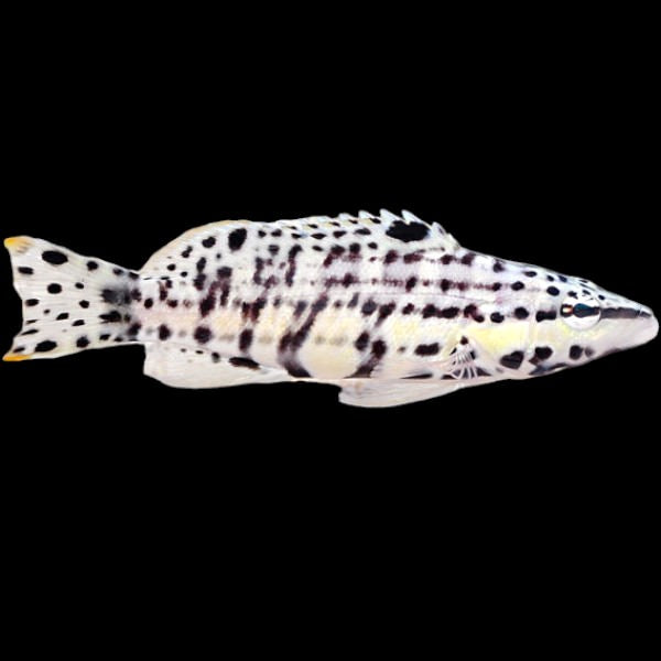 Harlequin Bass