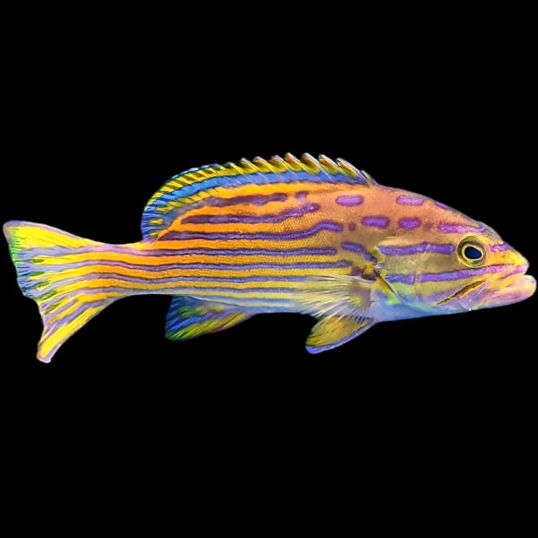 Harlequin Hind Grouper - RARE