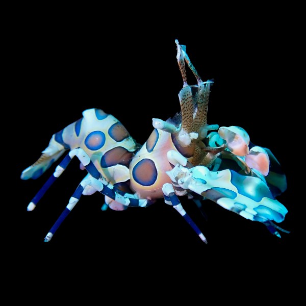 Harlequin Shrimp