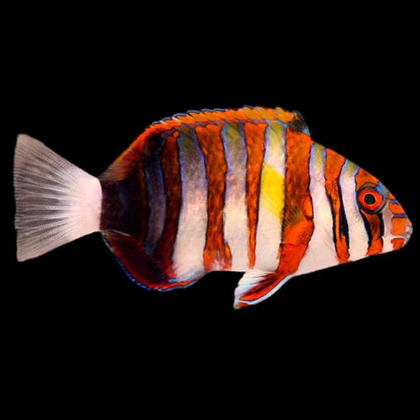 Harlequin Tusk - CAPTIVE BRED