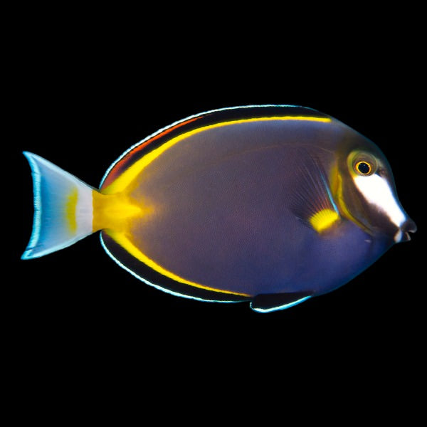 Powder Brown Tang