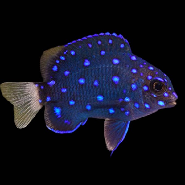 Jewel Damselfish
