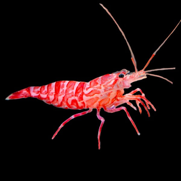 Kuekenthal's Cleaner Shrimp *Aiptasia Eater*