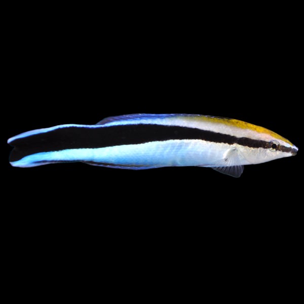Pacific Bluestreak Cleaner Wrasse