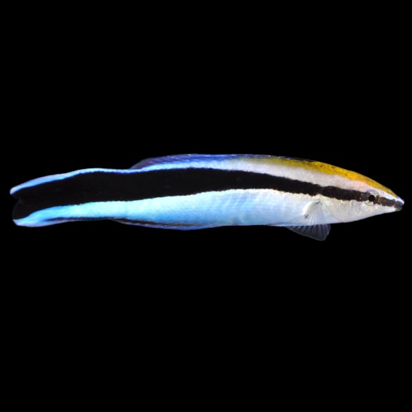 Pacific Bluestreak Cleaner Wrasse (Medium)