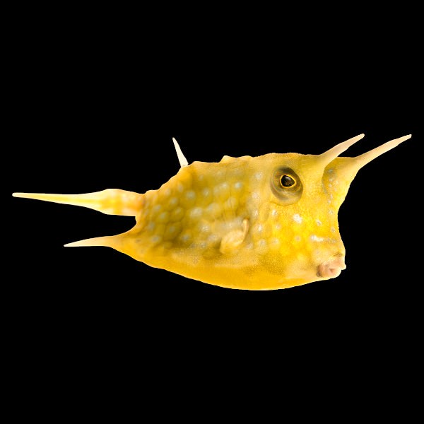 Longhorn Cowfish